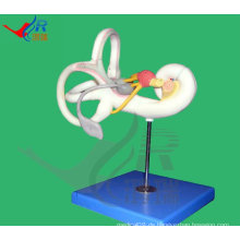 Menschliches Ohr anatomisches Modell, lebendiges Labyrinthmodell